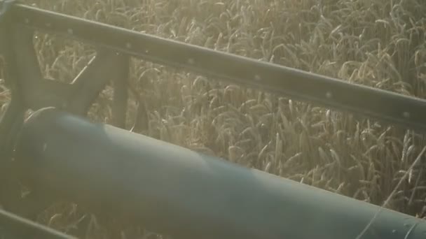 Kombinovat práce v blízkosti. Sklízení pšenice, obilí, pomalý pohyb. — Stock video