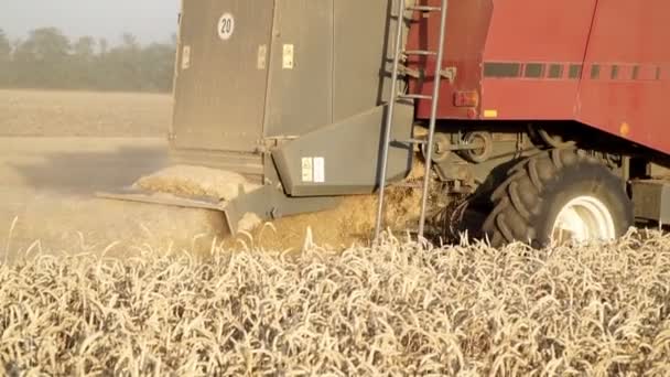 Combine correr no campo. Fazenda, agricultura, colheita de trigo . — Vídeo de Stock