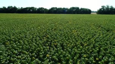 Tarlada çiçek açan ayçiçekleri, ayçiçeği ekimi, havadan manzara.