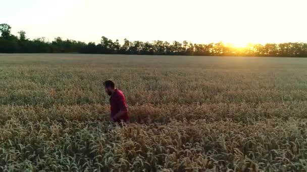 Un granjero en un campo de trigo. Un joven granjero camina por el campo al atardecer . — Vídeo de stock