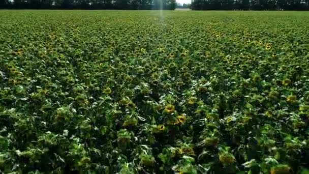 Flygbild: ett stort fält av solrosor, gård, solrosor blomma. — Stockvideo