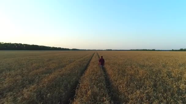 Homme agriculteur marchant dans un champ de blé .