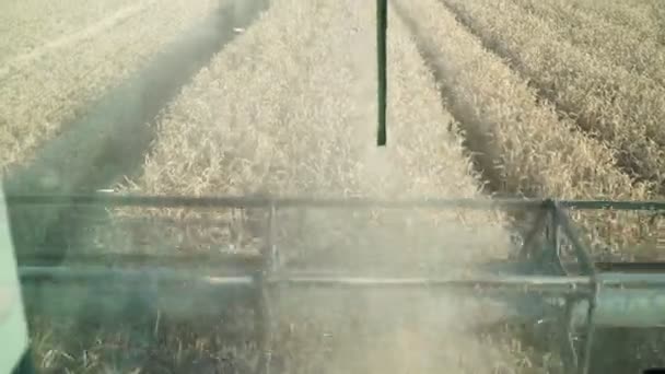 Combinar la cosecha de granos en el campo, carrete de primer plano . — Vídeos de Stock