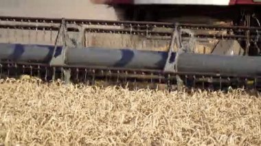 Tarlada hasat buğdayı birleştirin, yakın çekim.