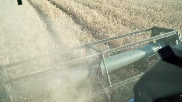 Combine a colheita de trigo no campo, carretel close-up . — Vídeo de Stock