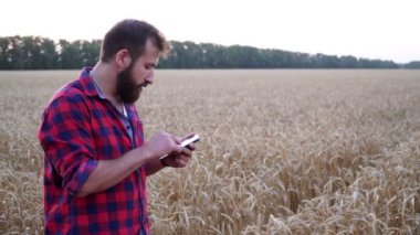 Modern bir erkek çiftçi ya da köylü bir buğday tarlasında akıllı telefon kullanır.