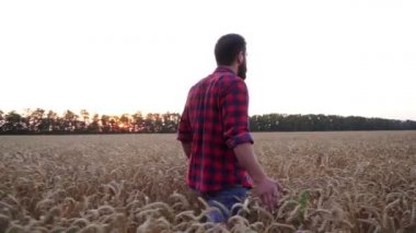 Bir erkek çiftçi gün batımı ya da şafak bir arka plan üzerinde bir buğday tarlasına gider.