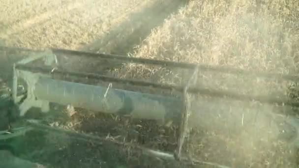 Hasat makinesi tarlada gezer ve buğday hasat eder, yakın çekim. — Stok video