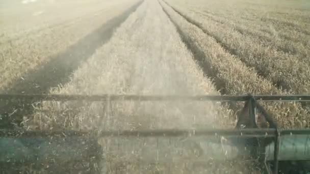 Combinar carrete limpia el trigo en el campo, primer plano . — Vídeo de stock