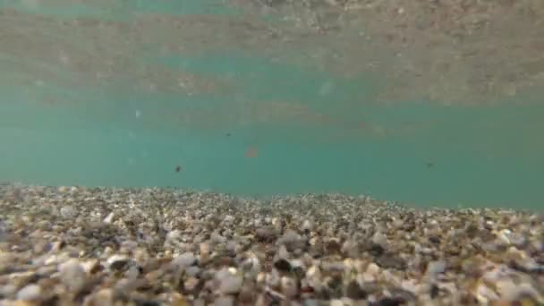 Υποβρύχια ταινία-θάλασσα ακτή, κάτω, καθαρό νερό. Θαλάσσια παλίρροια κάτω από το νερό. — Αρχείο Βίντεο