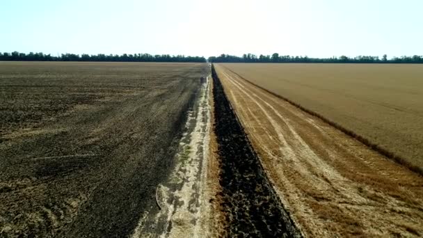 Sklizeň, oblast pšenice. Farma, plodiny, letecký výhled. — Stock video