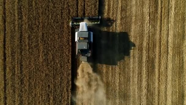 Сбор урожая, комбайн в поле, вид с воздуха. Комбайн, работающий на ферме . — стоковое видео