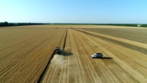 Skörd, kombinera på fältet. Vacker Panorama av ett vetefält. — Stockvideo