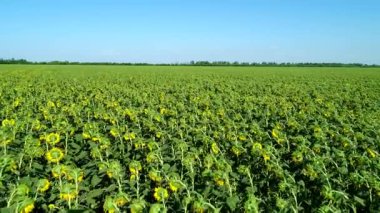 Havadan görünüm-ayçiçeği büyük bir yeşil alan.