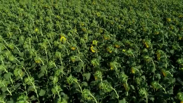 Antenne-een groot veld van zonnebloemen. Boerderij, plantage van zonnebloem. — Stockvideo