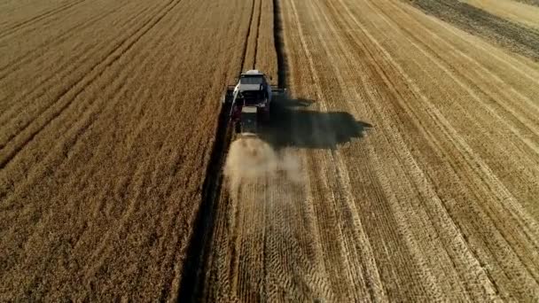 Harvester in een tarwe veld, luchtfoto. Combineer ritten op de boerderij. Prachtig panorama van een tarwe veld. — Stockvideo