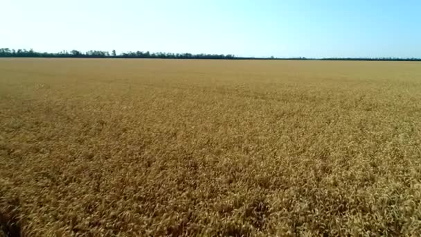 A large field of golden ripe wheat. Beautiful panorama of a wheat field. — Stock Video