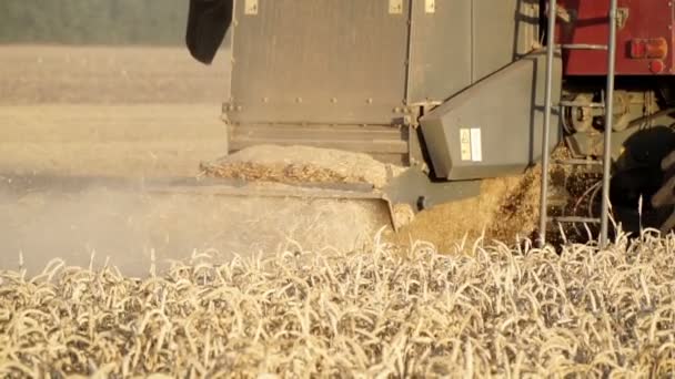 Combine las cosechas en un campo de trigo. Granja cosechando grano . — Vídeos de Stock