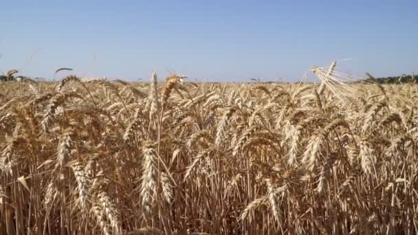 Panorama de campo de trigo. Las espigas maduras de trigo se balancean en el viento . — Vídeos de Stock