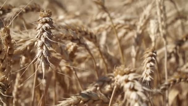 Trigo maduro en el campo, primer plano. Hermosas espigas de trigo . — Vídeo de stock