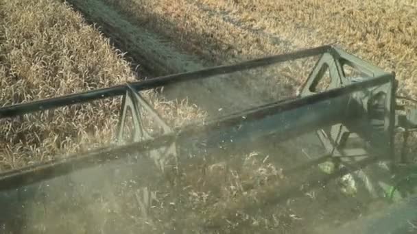 Rijpe tarwe, landbouw. Combineer werken in het veld, oogsten. — Stockvideo