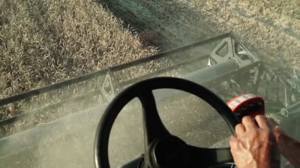 Cosechando trigo. Combinar el trabajo en el campo. Cosechadora entra en el campo . — Vídeo de stock