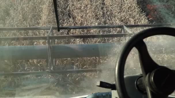 Combinar el trabajo en el campo. Cosechando trigo. Cosechadora entra en el campo . — Vídeos de Stock