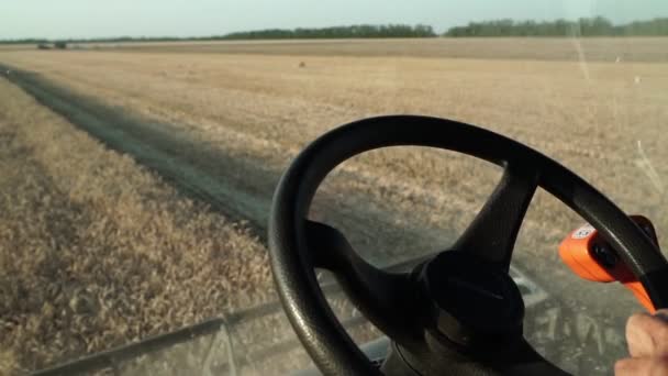 För den skördetröska som arbetar inom området. Skörd av vete. Skördare som arbetar inom området. — Stockvideo