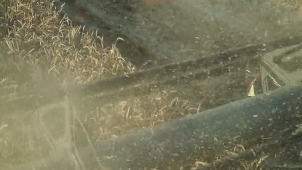 De molen van de rooier, close-up. Combineer werken in het veld, oogst tarwe. — Stockvideo