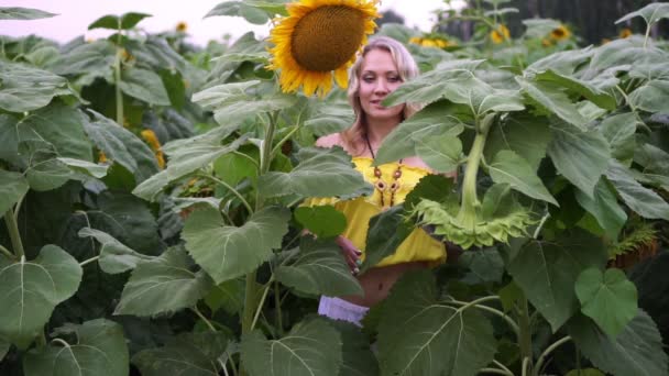 Plantage av solrosor, en ung kvinna går på bakgrunden av en solros. — Stockvideo