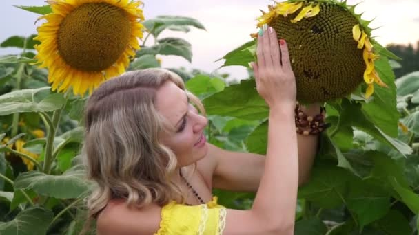 Jeune belle femme regarde tournesol mûr dans le domaine . — Video