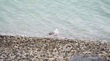 Deniz kenarında martı. Sahilde deniz kuşu.