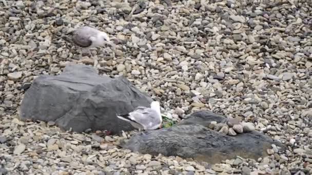 Soczi, Rosja-2019 lipca. Seagull i śmieci na plaży. Śmieci na brzegu morza. — Wideo stockowe