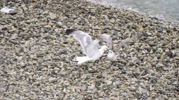 Twee vogels van meeuwen vechten op de kust. — Stockvideo