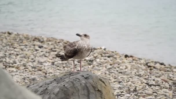 Uma gaivota senta-se sobre uma pedra junto ao mar . — Vídeo de Stock