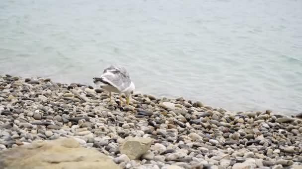 Kayalık bir sahil üzerinde oturan deniz kuşu. — Stok video