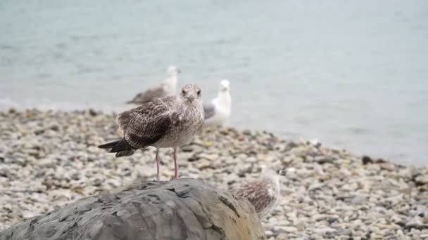 Eine Möwe sitzt auf einem Stein am Strand am Meer. — Stockvideo