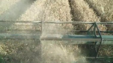 Hasat makinesi tarlada. Buğday hasadı. Hasat makinesi makara.