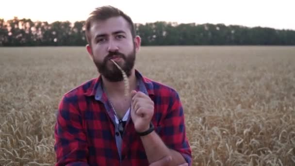 Manlig bonde i ett vetefält. Manlig bonde på en bakgrund av vete. — Stockvideo