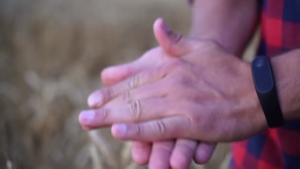 Um homem tem grãos de trigo na palma da mão. Agricultor, colheita, trigo . — Vídeo de Stock