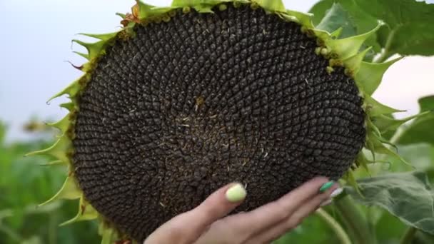 Grote rijpe zonnebloem met zwarte zaden, close-up. — Stockvideo