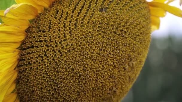 Girassol amarelo bonito no campo, close-up . — Vídeo de Stock