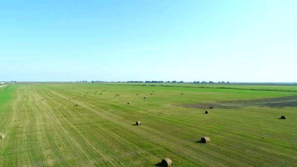 Légi panoráma szénakazalban betakarítás mezőgazdaság területén táj. Mezőgazdaság területén szénakazalban. — Stock videók