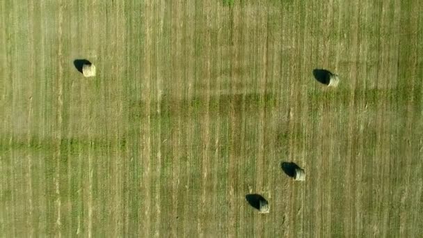 Aérea: campo verde, pajar y rollos de paja, agricultura . — Vídeo de stock