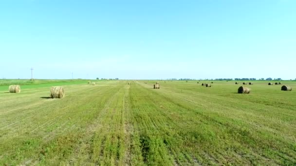 Haystacks in het veld. Hooi in het veld, luchtfoto. — Stockvideo