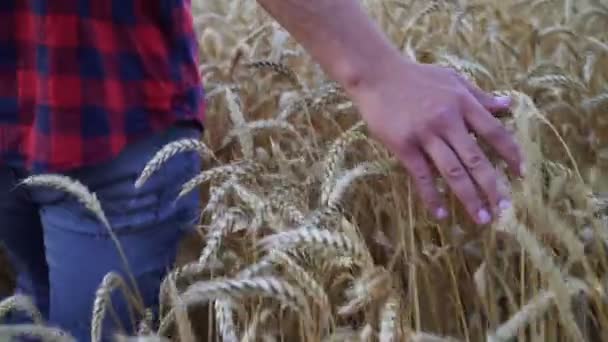 A man farmer walks across the field and runs his hand through the wheat. — Stock Video