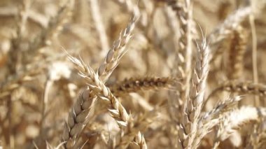 Buğdayın altın kulakları, yakın çekim, yavaş çekim.