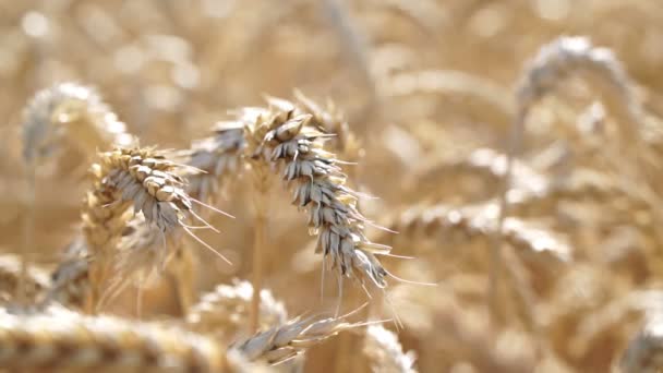 Golden ears of wheat, harvest, close-up. — Stock Video