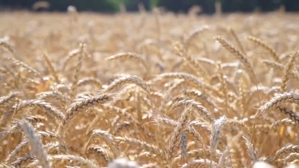 Campo de trigo, trigo maduro, colheita de grãos . — Vídeo de Stock