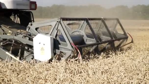 Sklízeč na poli sklízí pšenici. — Stock video